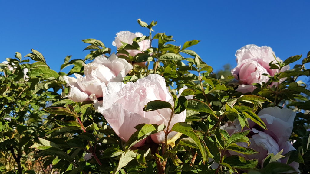 Strauchpfingstrosen-Blüte