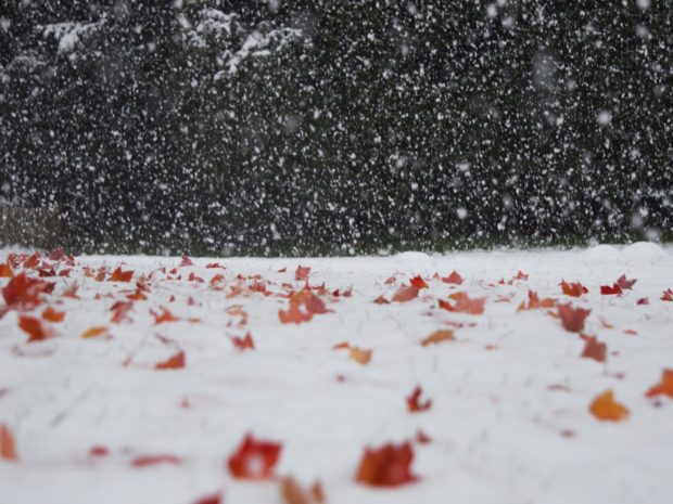 Das Arboretum ist im Winterschlaf