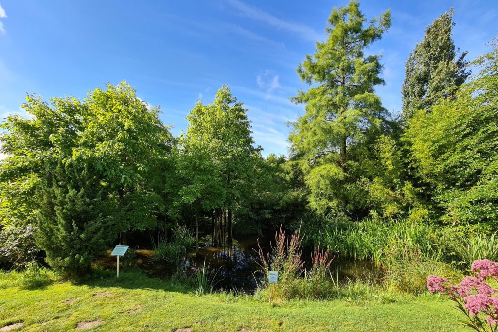 Blick in den Wasserwald des Mississippi im August