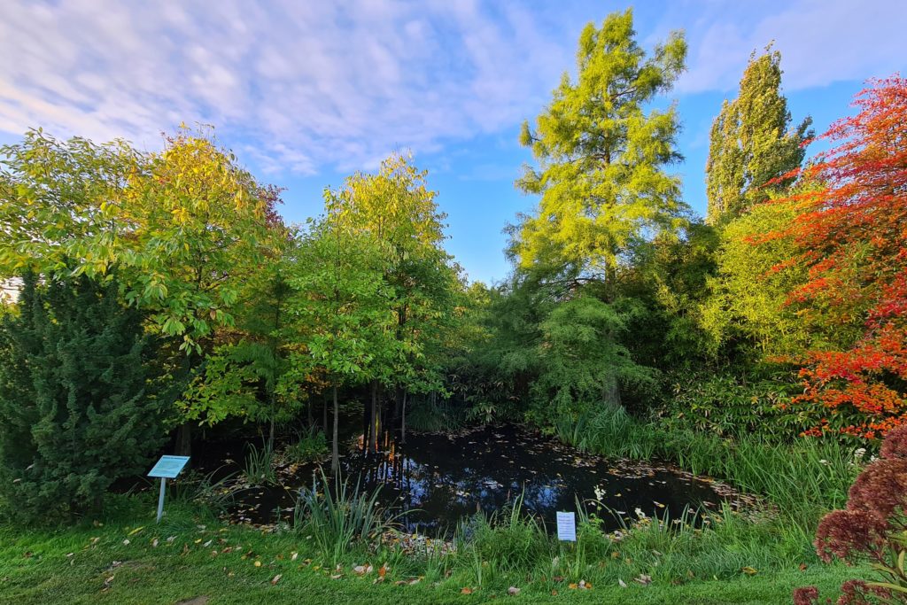 Blick in den Wasserwald des Mississippi im Oktober