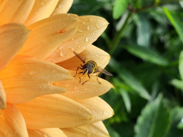 August 2024 – Hochsommer im Arboretum